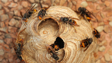 Destruction de nids de guêpes, frelons, fourmis...